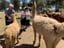 2024 Canberra Sights & Lights Tour - Blackwattle Alpaca Farm Image -65f4b87ba30ec
